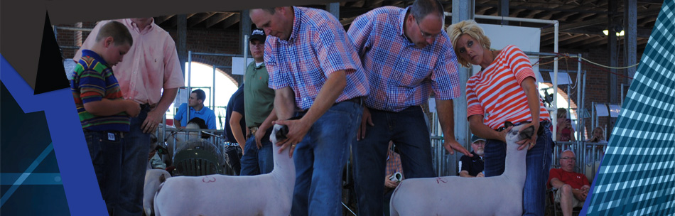 Ellerbrock Club Lambs : Atkinson, IL